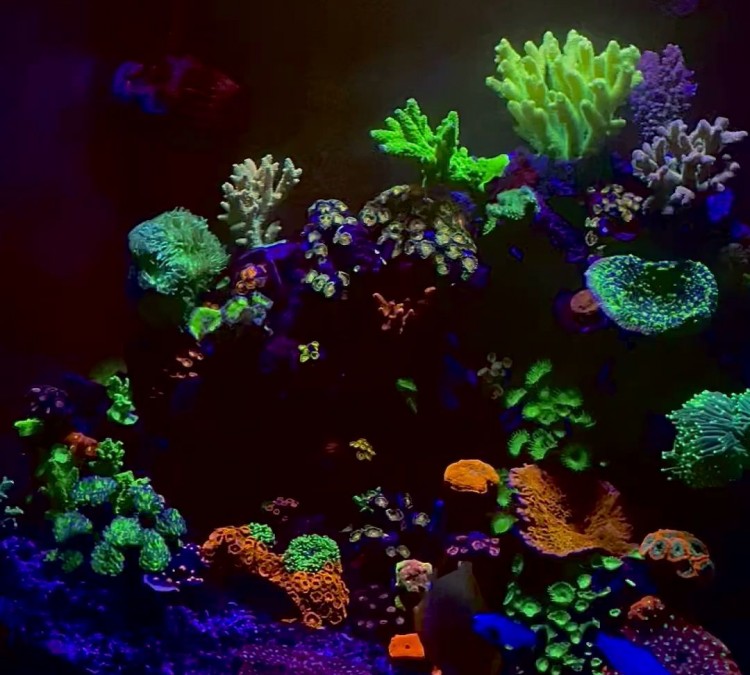 Koral Kingdom (Delray&nbspBeach,&nbspFL)
